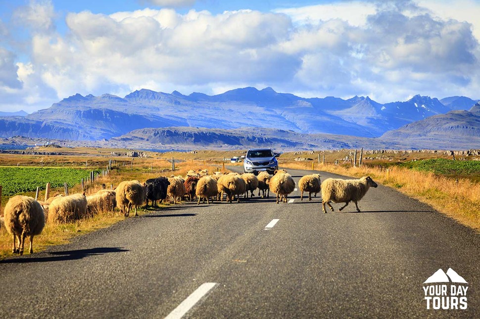 sheep crossing the ring road in summer