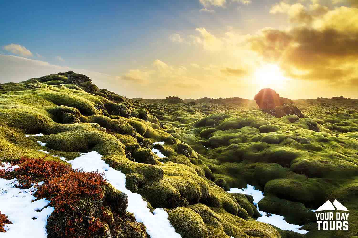 eldhraun lava field in a moss 