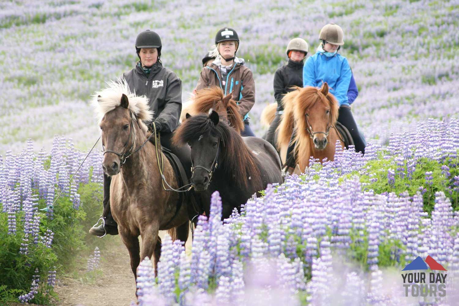 horse riding in filed of lupines