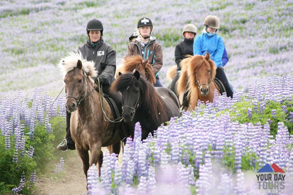 horse riding in iceland horse riding in filed of lupines