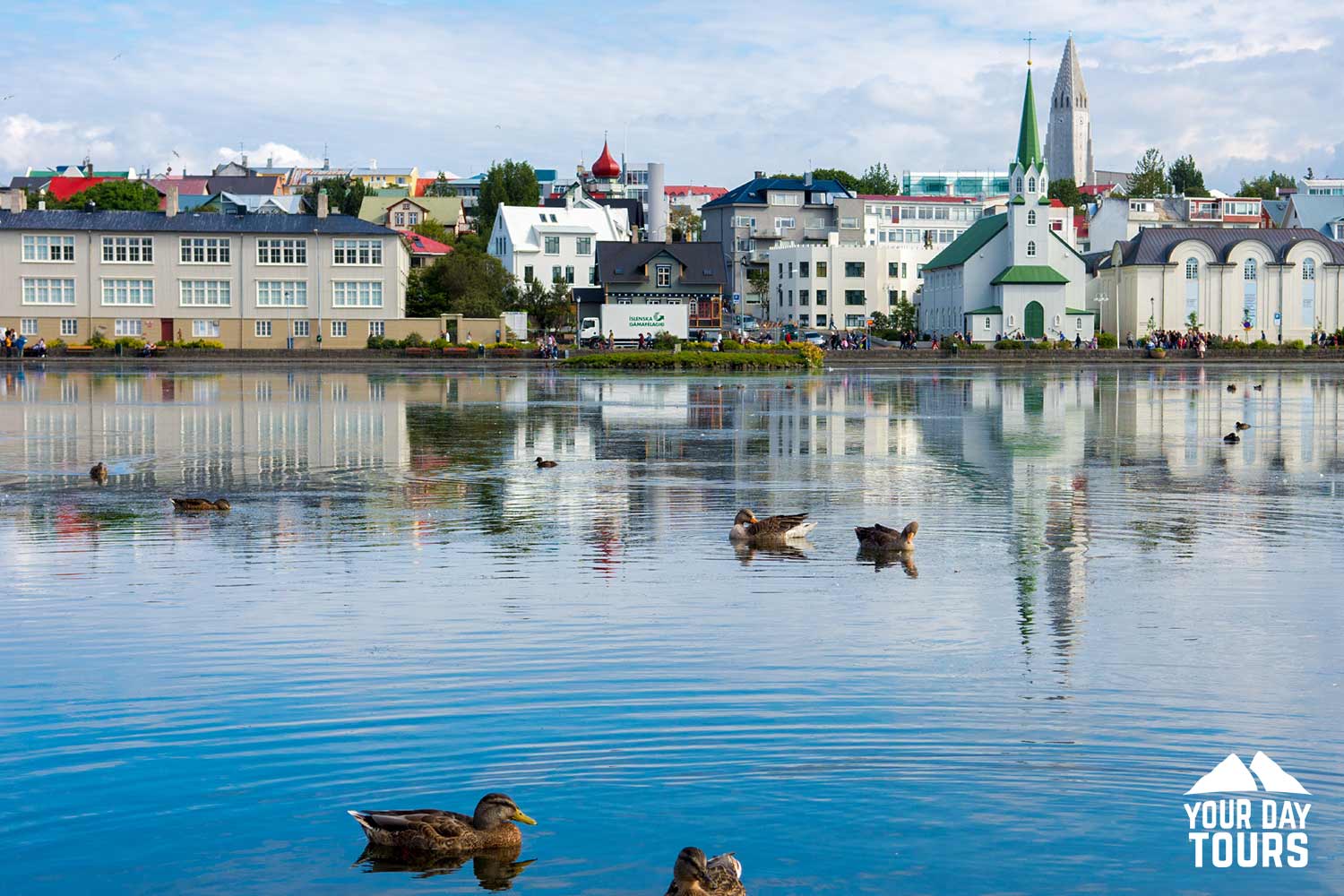 ducks swimming in a lake on a sunny day