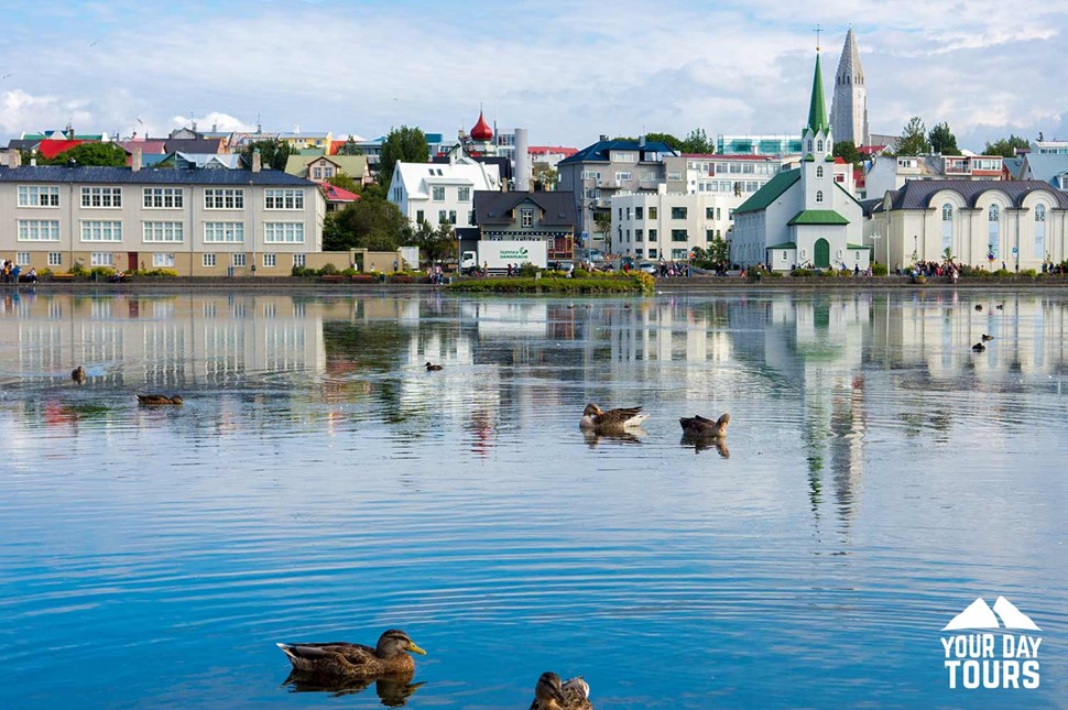 ducks swimming in a lake on a sunny day