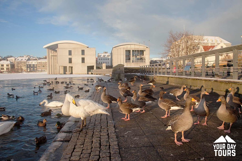 ducks and geese at lake tjornin in reykjavik 