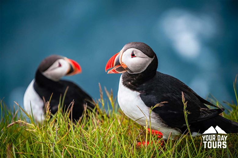 Westman Islands Volcanoes And Puffins Tour Your Day Tours westman-islands-volcanoes-and-puffins-tour-your-day-tours