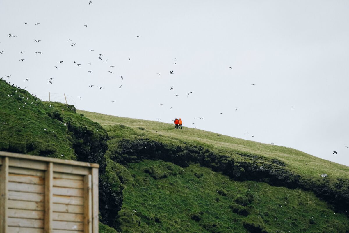 Puffins flying by cliffs in Vestmannaeyjar islands