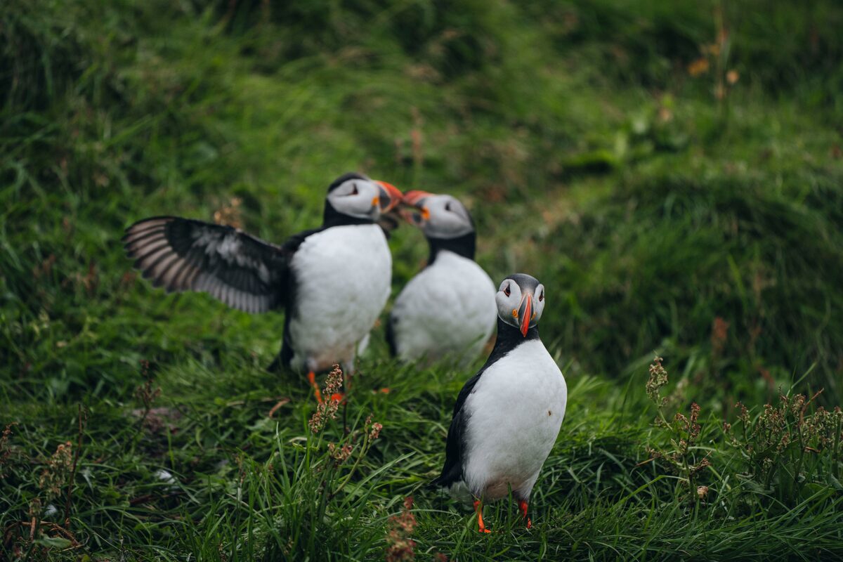 Puffins family on a cliff in Iceland