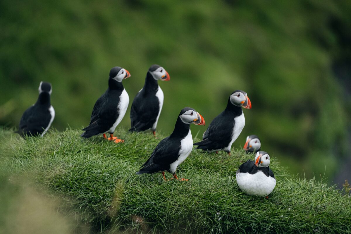 Puffins group in Iceland