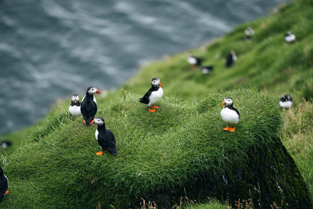 Puffins sitting on cliff in Icelandic island