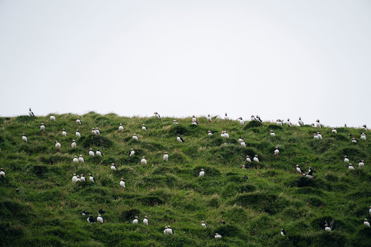 Cliff full of puffins in Vestmannaeyjar island