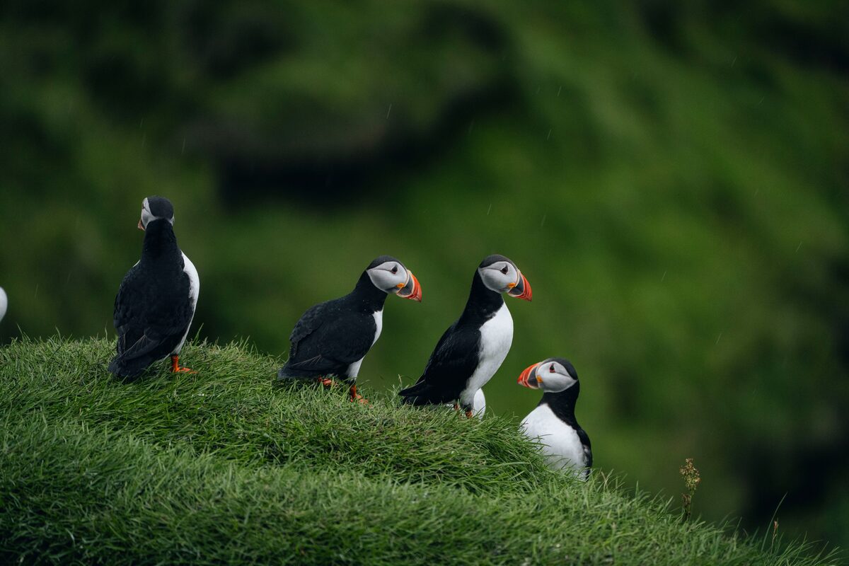 Small group of puffins on cliff