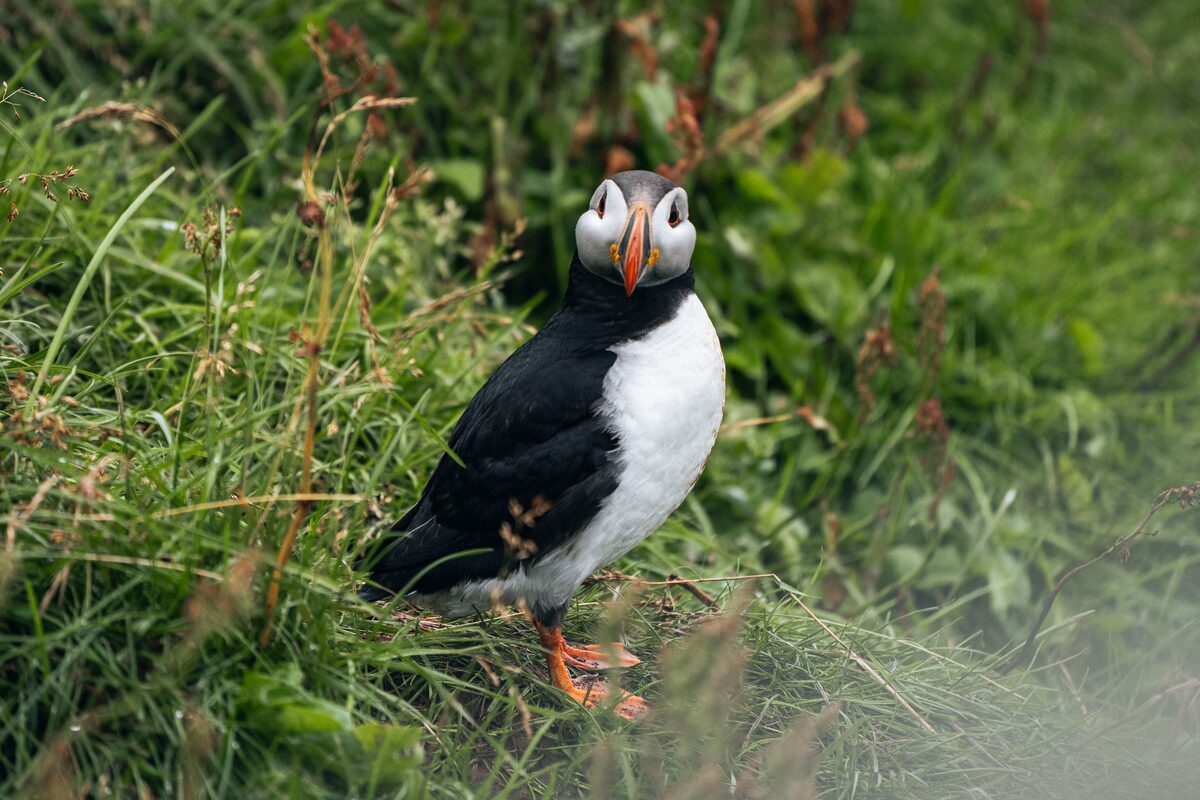 Puffin looking straight at camera