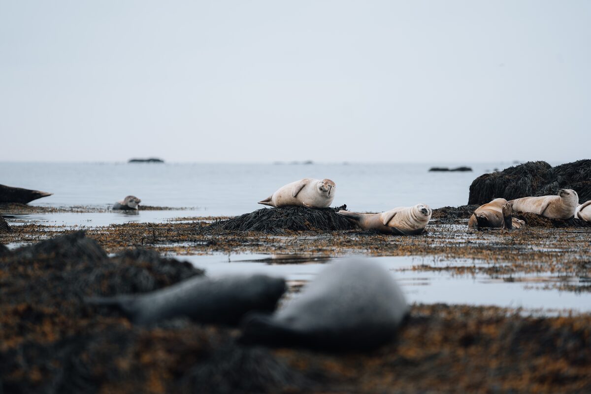 Seals lazing around at Ytri Tunga beach in Iceland.